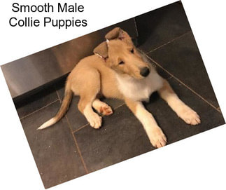 Smooth Male Collie Puppies