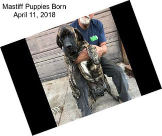 Mastiff Puppies Born April 11, 2018