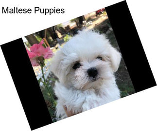 Maltese Puppies