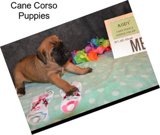 Cane Corso Puppies