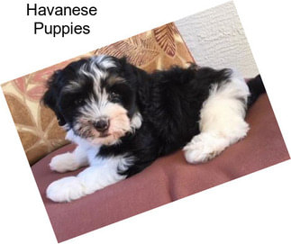 Havanese Puppies