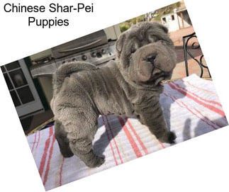 blue chinese shar pei for sale