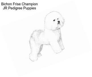 Bichon Frise Champion JR Pedigree Puppies