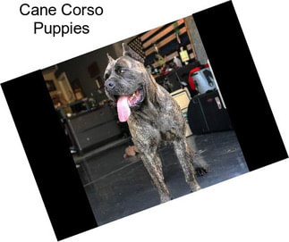 Cane Corso Puppies