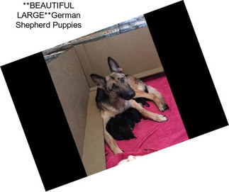 **BEAUTIFUL LARGE**German Shepherd Puppies