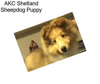 AKC Shetland Sheepdog Puppy