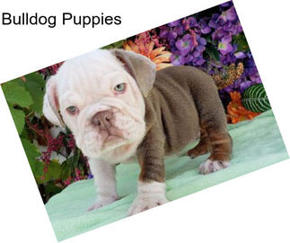 Bulldog Puppies