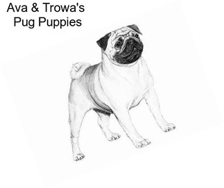 Ava & Trowa\'s  Pug Puppies