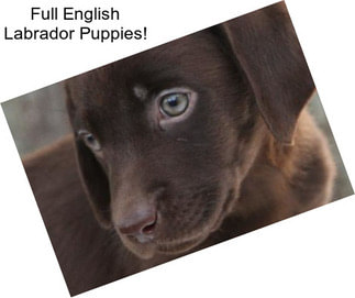 Full English Labrador Puppies!