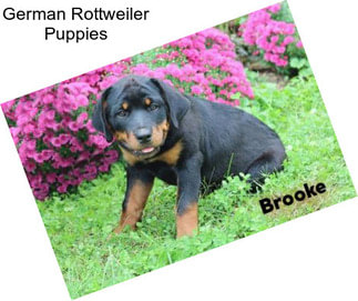 German Rottweiler Puppies