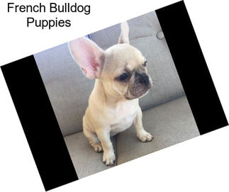 French Bulldog Puppies