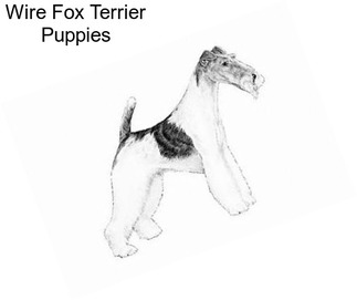 Wire Fox Terrier Puppies
