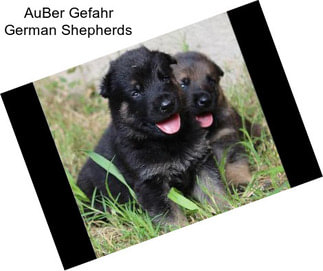 AuBer Gefahr German Shepherds