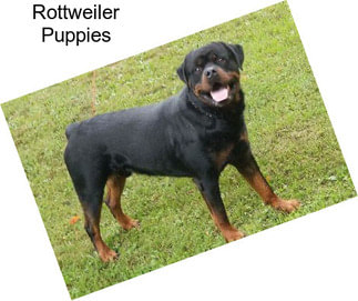 Rottweiler Puppies