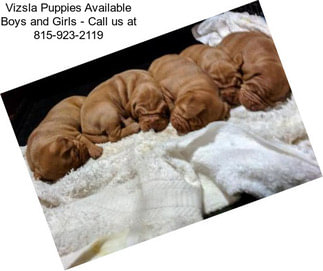 Vizsla Puppies Available Boys and Girls - Call us at 815-923-2119