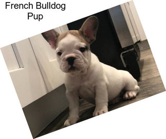 French Bulldog Pup