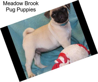 Meadow Brook Pug Puppies