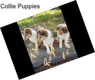 Collie Puppies