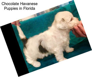 Chocolate Havanese Puppies in Florida