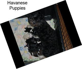 Havanese Puppies