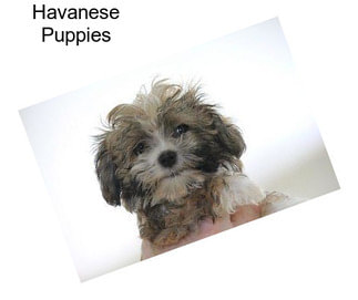 Havanese Puppies