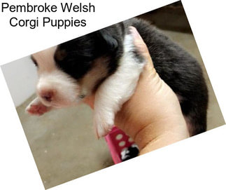 Pembroke Welsh Corgi Puppies