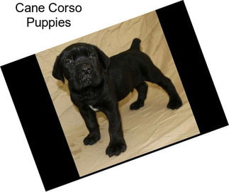 Cane Corso Puppies