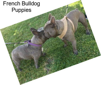 French Bulldog Puppies