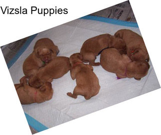 Vizsla Puppies