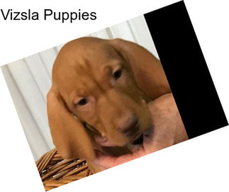 Vizsla Puppies