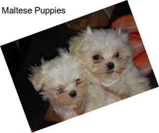 Maltese Puppies