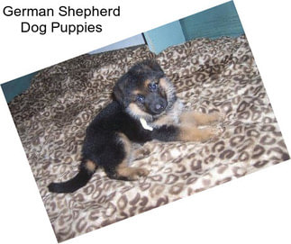 German Shepherd Dog Puppies