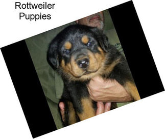 Rottweiler Puppies