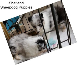 Shetland Sheepdog Puppies