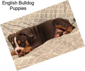 English Bulldog Puppies