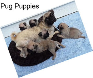 Pug Puppies