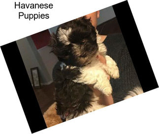 Havanese Puppies