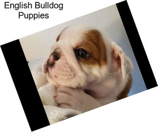 English Bulldog Puppies