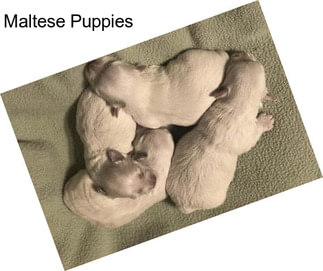 Maltese Puppies