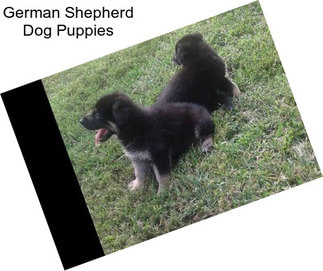 German Shepherd Dog Puppies