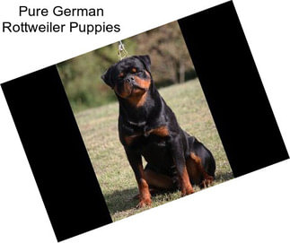 Pure German Rottweiler Puppies