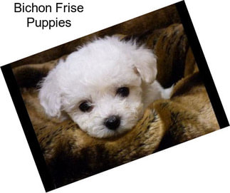 Bichon Frise Puppies