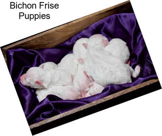 Bichon Frise Puppies