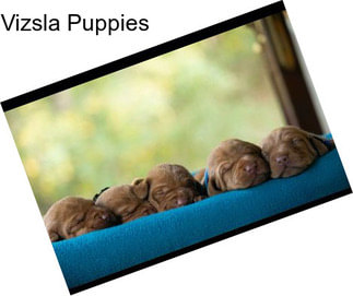 Vizsla Puppies