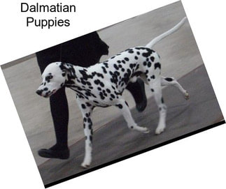 Dalmatian Puppies