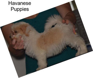 Havanese Puppies