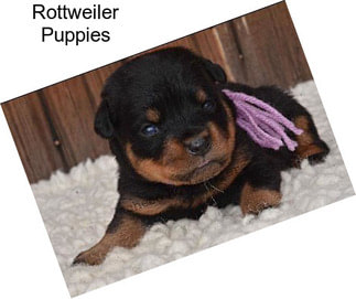 Rottweiler Puppies