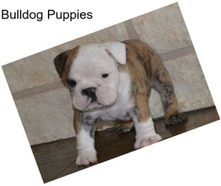 Bulldog Puppies