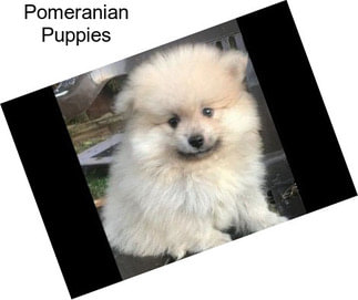 Pomeranian Puppies