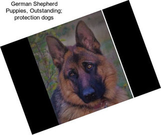 German Shepherd Puppies, Outstanding; protection dogs